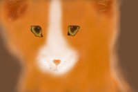 Orange kitty