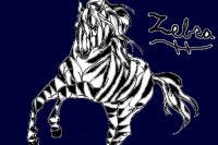Wild Zebra