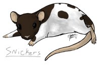 My Pet Rat Snickers