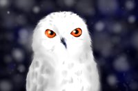 Snowy Owl WIP