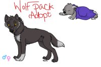 Wolf Pack - adopt CLOSED please go to new thread