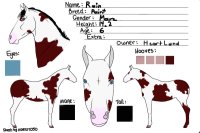 Equine Domain Adoptions - Rain