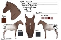 Equine Domain Adoptions - Scout