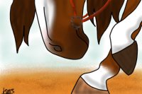 Arabian horse in the desert