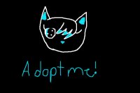 Cat for adoption!