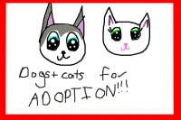 Dogs+Cats for adoption