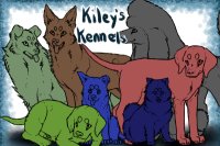 Kiley's Kennels