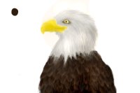 Bald eagle (WIP)