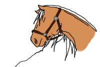Palamino horse