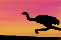 The speeding ostrich