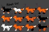 Foxes (Now up for adoption)