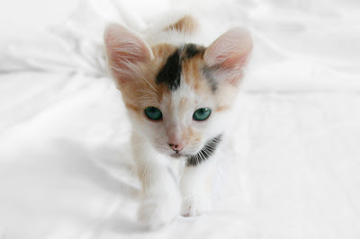 calico-cat-white-background.jpeg