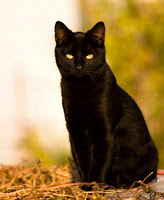 black-cat.jpeg