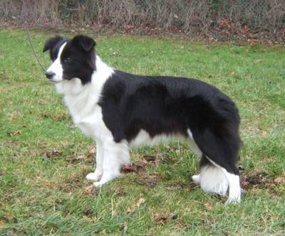 border-collie.jpg