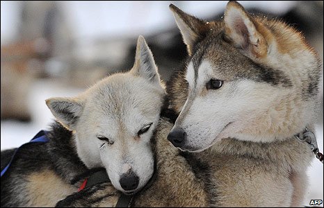 _45300834_huskies2_afp466.jpg