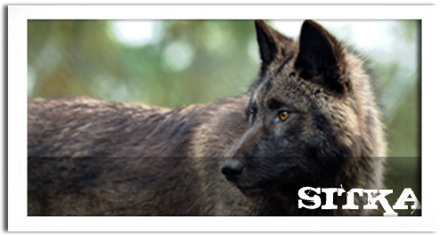 sitka.png