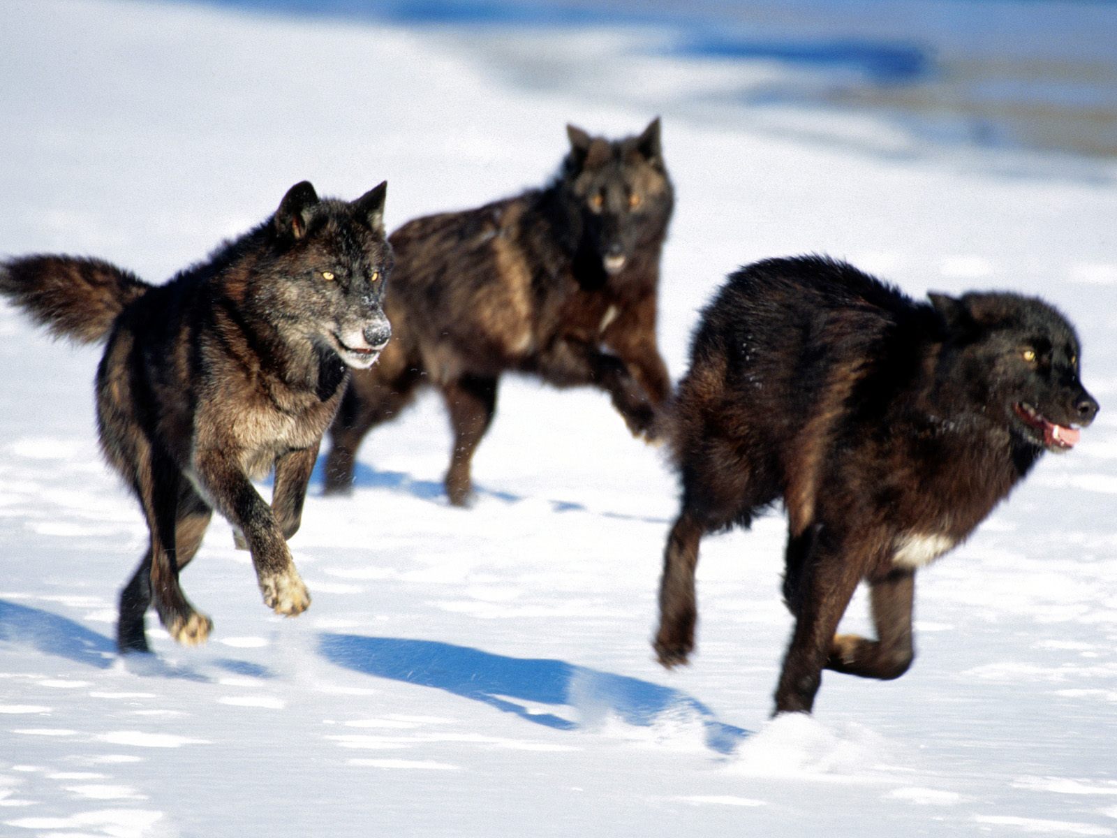 black-wolf-pack1.jpg