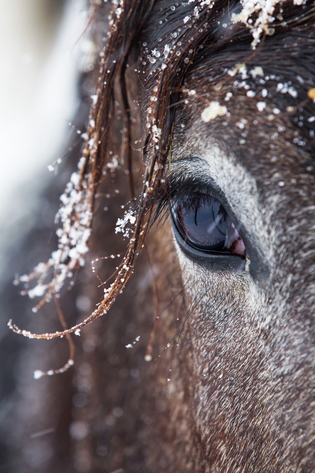 horse eye in snow.jpg