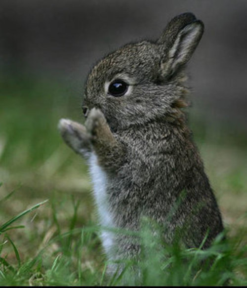 Tiny Bunny.jpg