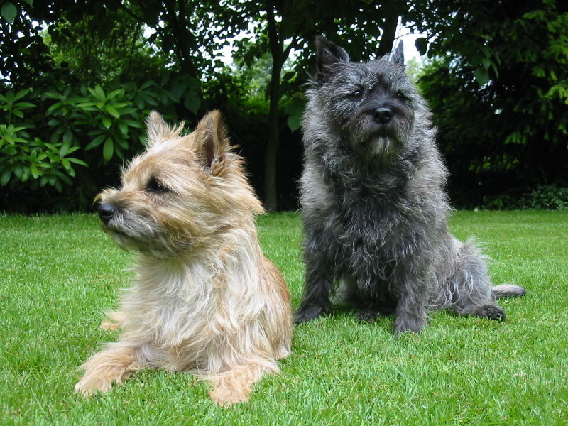 cairn terriers.jpg