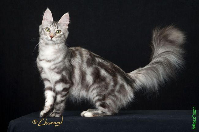 Grey-Tabby-Turkish-Angora-Cat.jpg