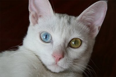 White cat blue green eyes.jpg