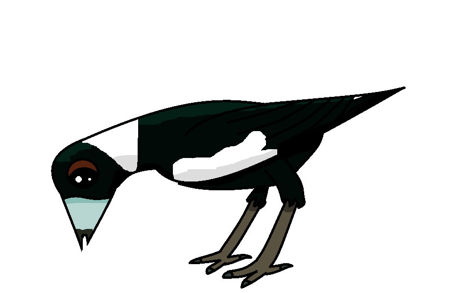 Australian magpie.png