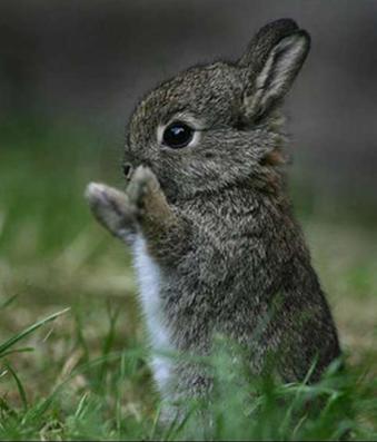 cutest-bunny-ever.jpg