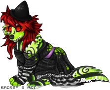 Dressed pet