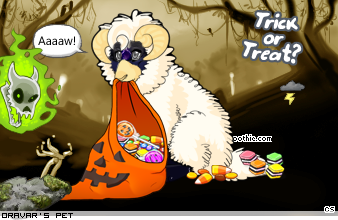 Dressed pet