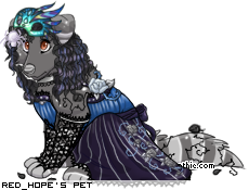 Dressed pet
