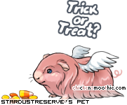 Dressed pet