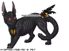 Dressed pet