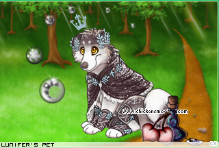 Dressed pet