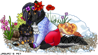 Dressed pet