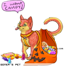 Dressed pet