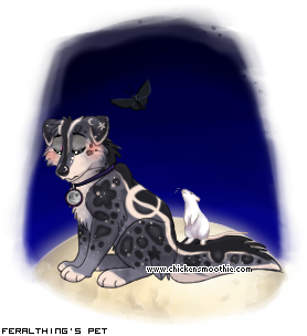 Dressed pet