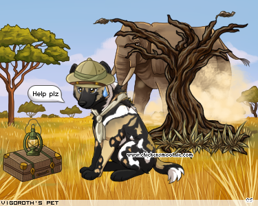 Dressed pet