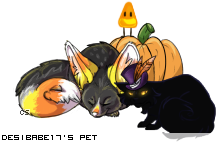 Dressed pet