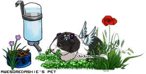 Dressed pet