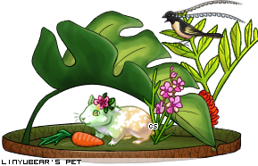 Dressed pet