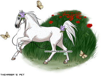 Dressed pet