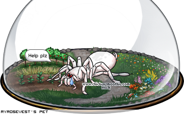 Dressed pet