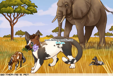 Dressed pet