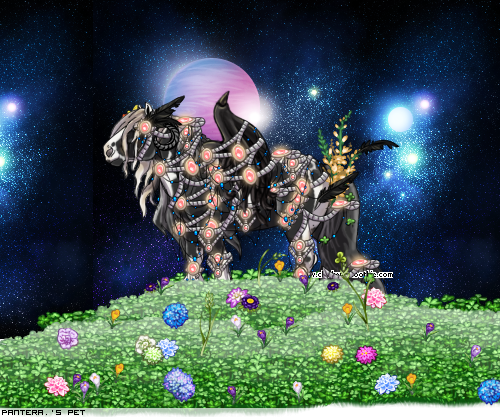 Dressed pet