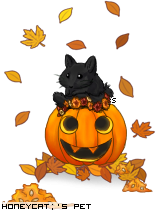Dressed pet