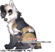 Dressed pet