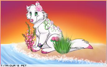 Dressed pet