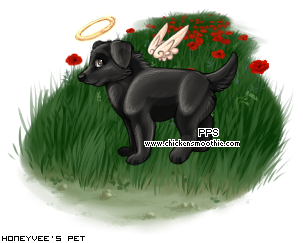 Dressed pet