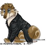 Dressed pet